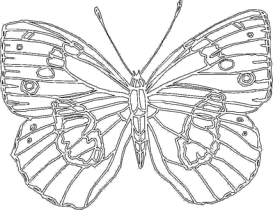 butterfly-big-coloring-pages-for-kids-printable