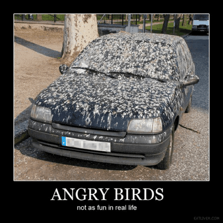 funny pics real-angry-birds